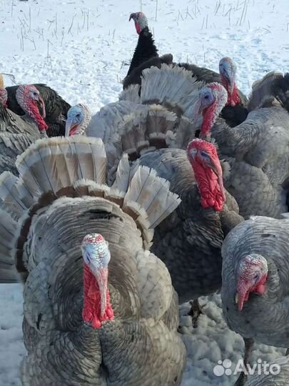 Мясо индоутки