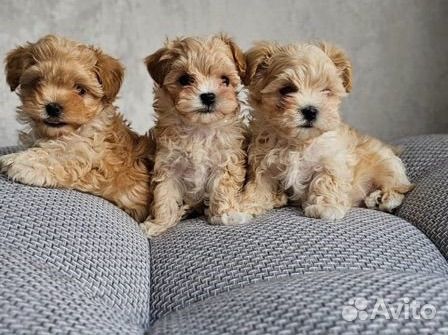 Мальтипу f1 micro и mini