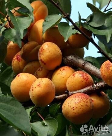 Саженцы плодово-ягодных и декоративных культур