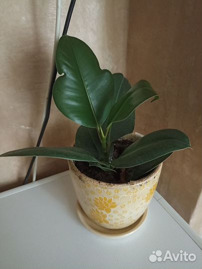 Фикус, шефлера