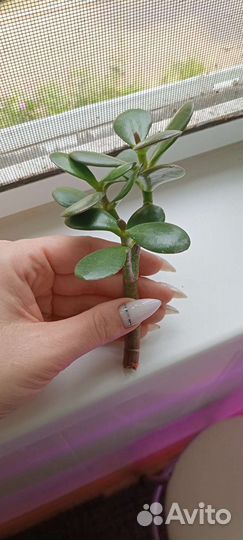 Толстянка денежное дерево