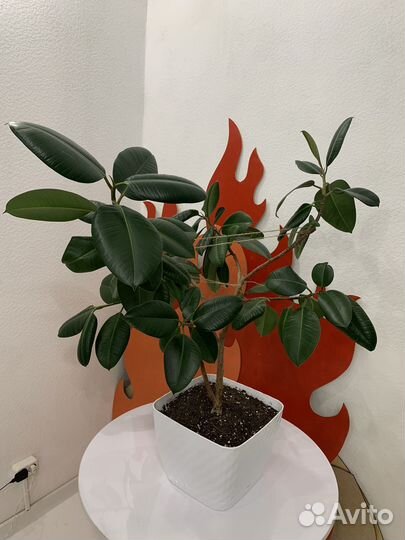 Фикус эластика