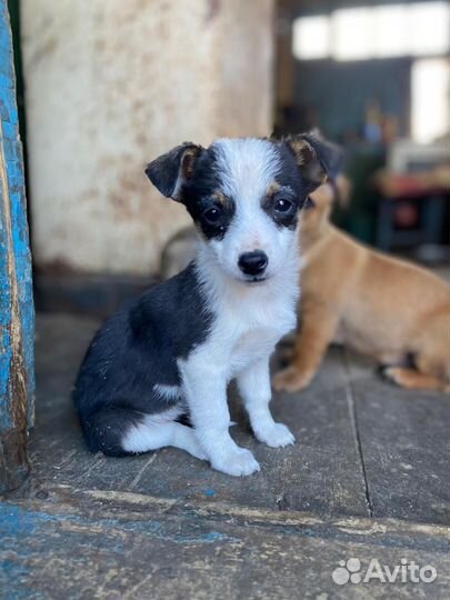 Щенок в добрые руки бесплатно