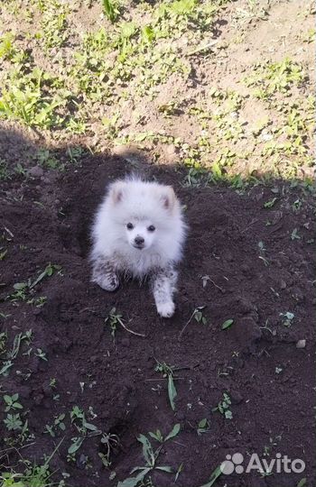 Малый немецкий шпиц