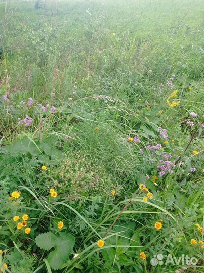 Душица сушеная