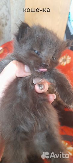 Котята в добрые и ответственные руки