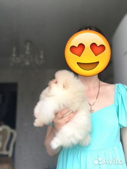 Померанский шпиц мини