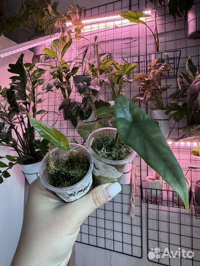 Алоказия Simpo, drakon skale melo