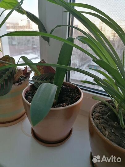 Дендробиум