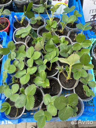 Рассада клубники