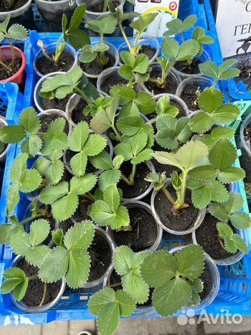 Рассада клубники