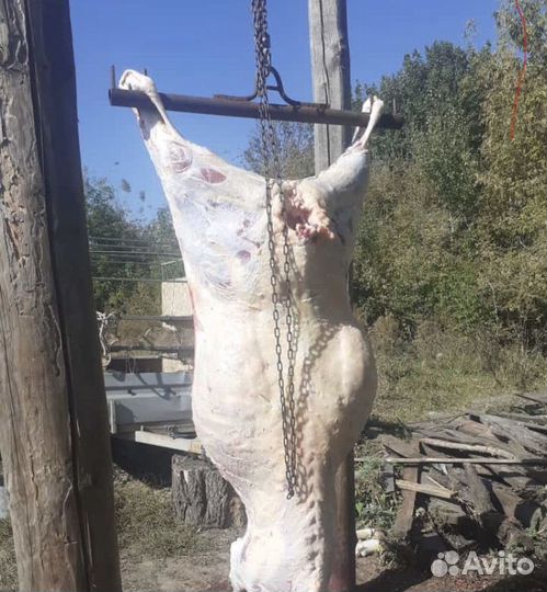 Мясо говядина-телятина