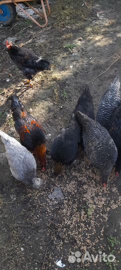 Петухи