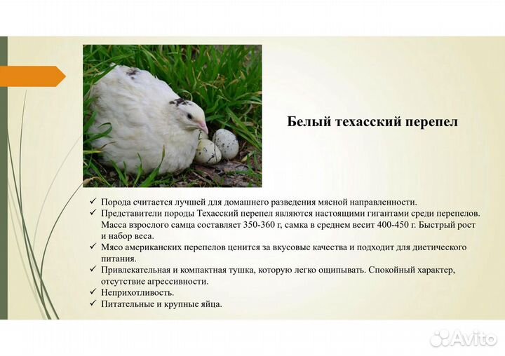 Перепелята, дети перепелок, инкубационные яйца