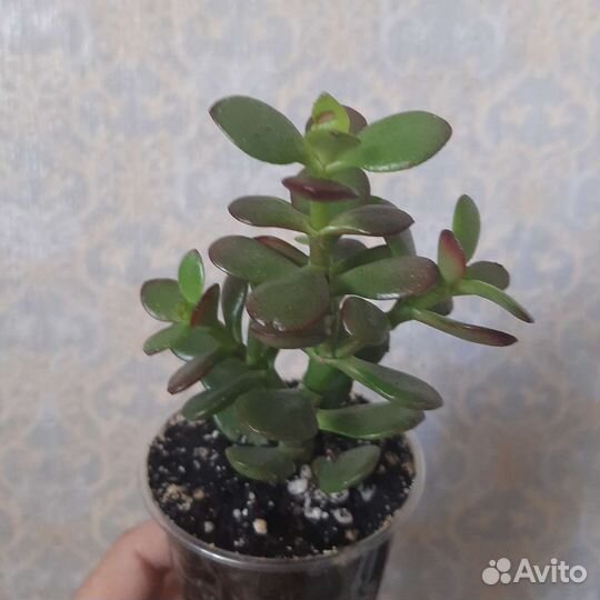 Портулакария, крассула, детки