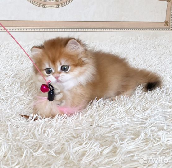 Очень ласковый мальчик