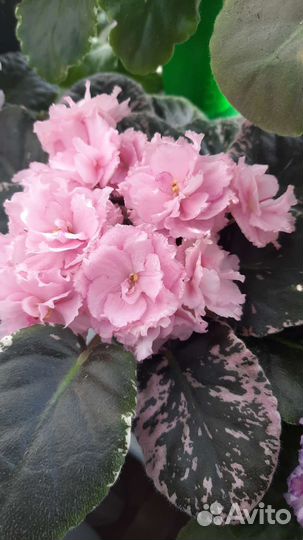 Фиалка в горшках