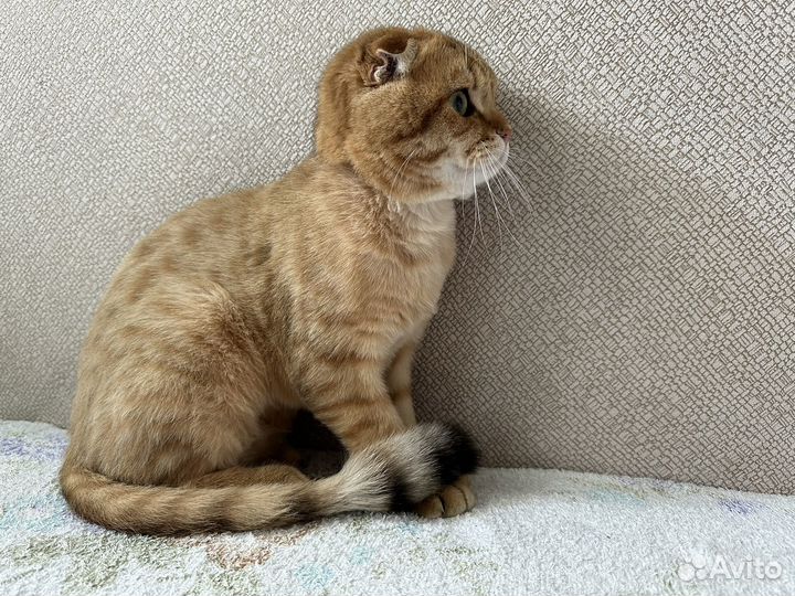 Шотландский вислоухий кот