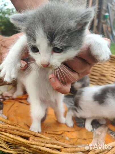 Котята в добрые руки мальчики