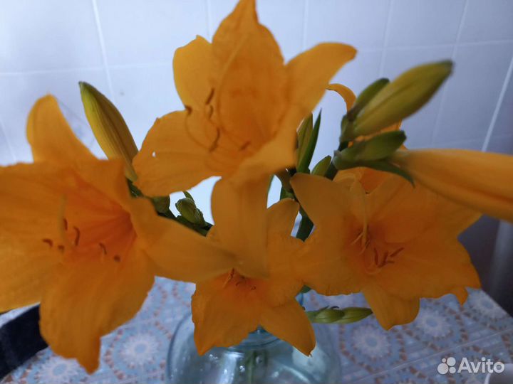 Лилейник или обмен на многолетние цветы