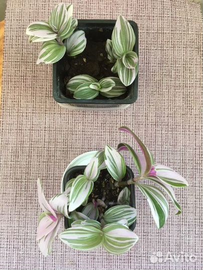 Традесканция