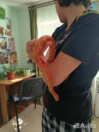 Змея маисовый полоз