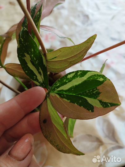 Сингониумы