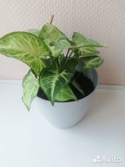 Комнатное растение Сингониум