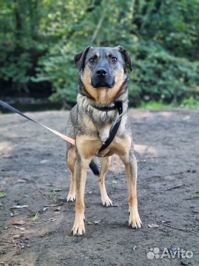 Маленький пёс из приюта