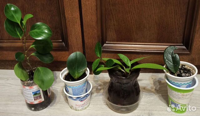 Хойя и Пеперомия туполистная