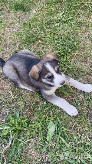 Собаки Хаски щенки
