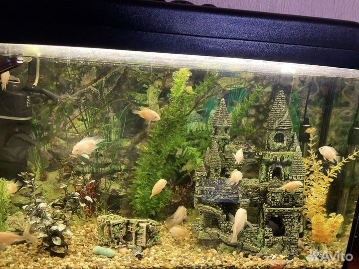 Аквариум вместе с содержимым