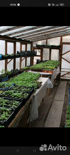 Рассада петунии