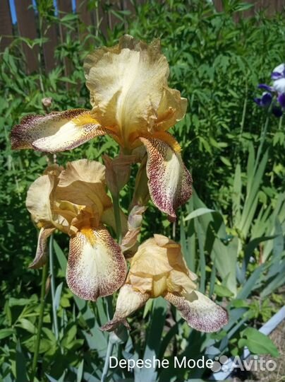 Ирисы для сада