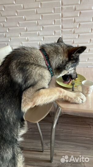 Передержка собак И кошек В частном доме
