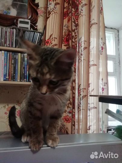 Кошки в добрые руки