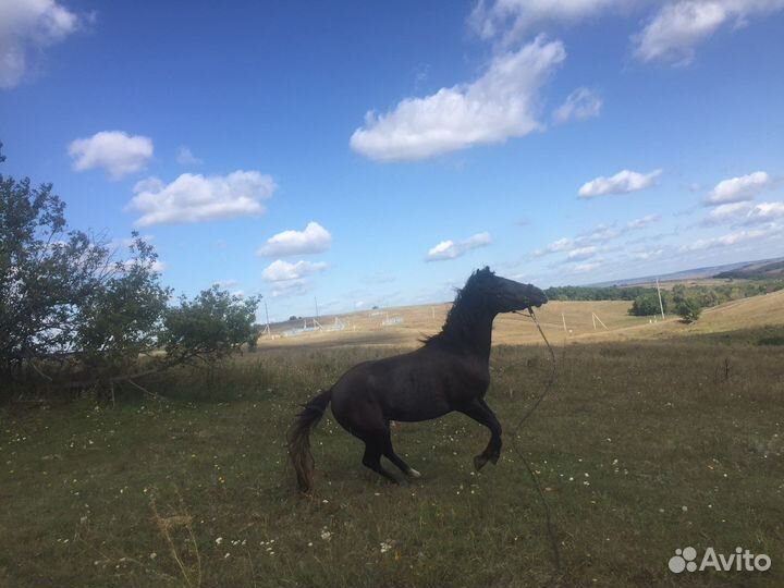 Жеребец орловский рысак