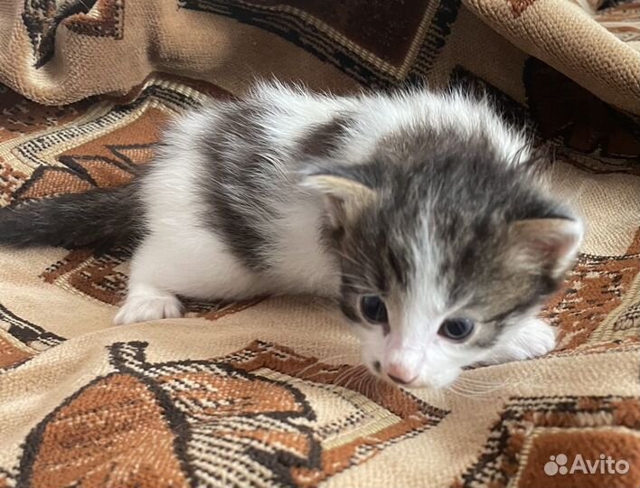 Котята в добрые руки мальчики