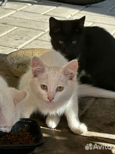 Котята в добрые руки