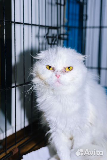 Красавица Пудра, чисто белая, стерилизованная