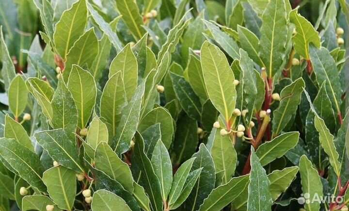 Лавровый лист