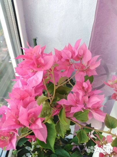 Бугенвиллия взрослое растение