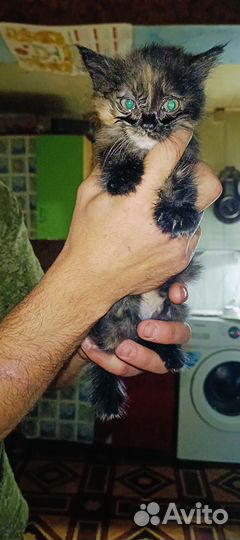 Кошка в дар бесплатно