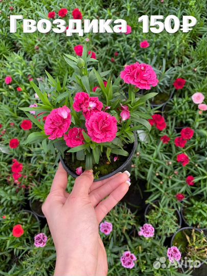 Растения цветы