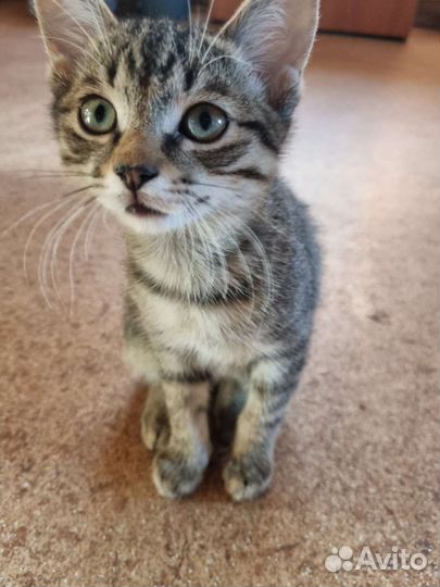 Кошки в добрые руки