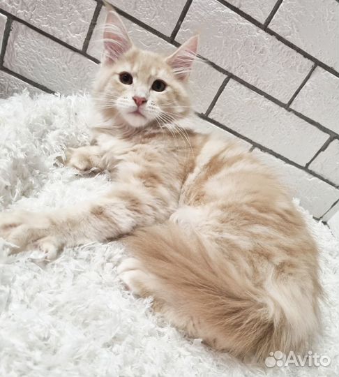 Мейн-кун из питомника