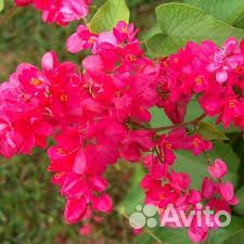 Антигонон лиана любви