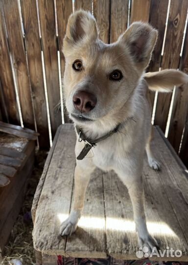 Помесь лайки