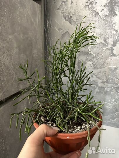 Хатиора суккулент