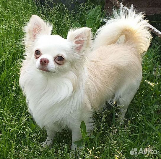 Вязка чихуахуа